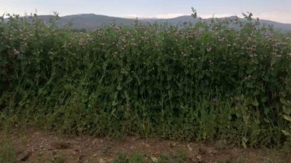 Bezelye tohumu desteğinde başvurular 23 Mart’ta başlıyor