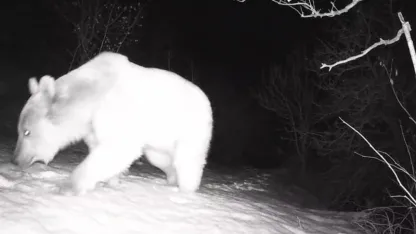 Fotokapana yansıyan yaban hayatı hareketliliği