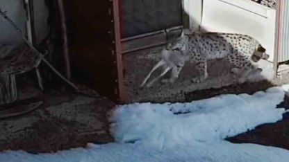 Vaşağın tavşan avı kamerada