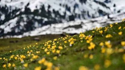 Süleymaniye’de renk cümbüşü: Sarı ve mor çiğdemler açtı