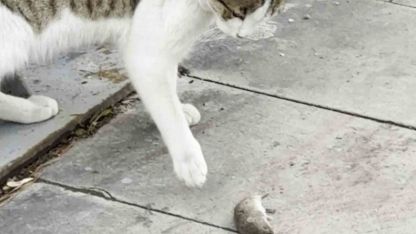 Fareden oscarlık performans: Kediden kurtuluşu ölü taklidinde aradı