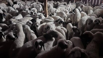 Buzağı, malak, kuzu ve oğlak desteği ikinci dönem başvuruları başlıyor