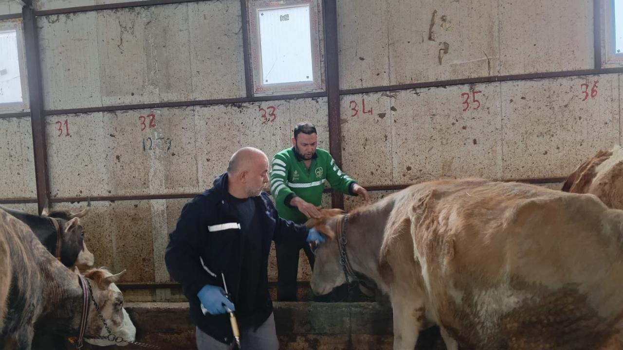 Aydıntepe’de 2026 ilkbahar şap aşılama kampanyası tamamlandı