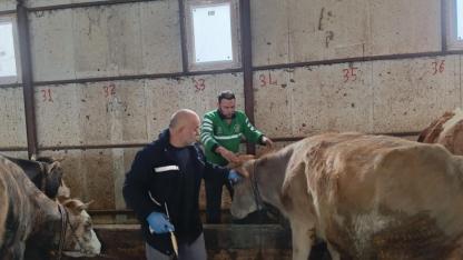 Aydıntepe’de 2026 ilkbahar şap aşılama kampanyası tamamlandı