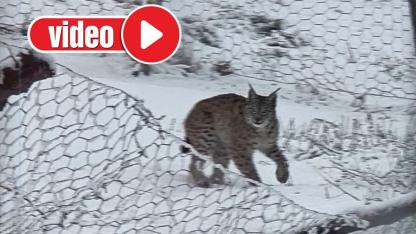 Beyaz esaretin asil misafiri: Kılıçkaya’da vaşak sürprizi