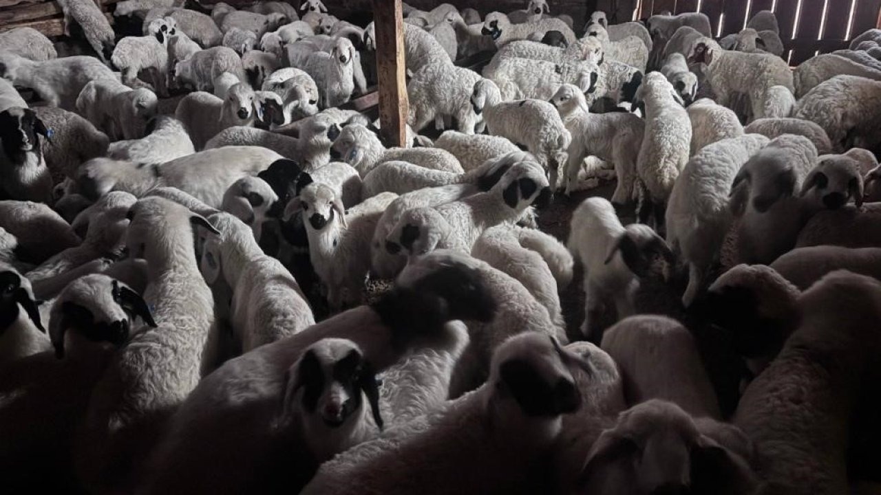 Buzağı, malak, kuzu ve oğlak desteği ikinci dönem başvuruları başlıyor