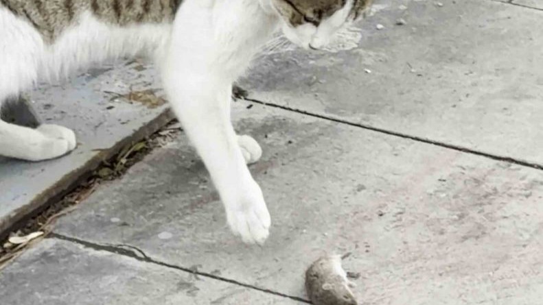 Fareden oscarlık performans: Kediden kurtuluşu ölü taklidinde aradı