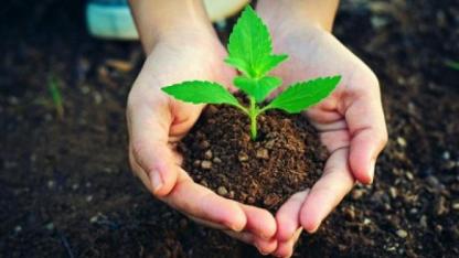 FİDAN ÜRETİMİ VE BAKIMI HİZMETİ ALINACAKTIR