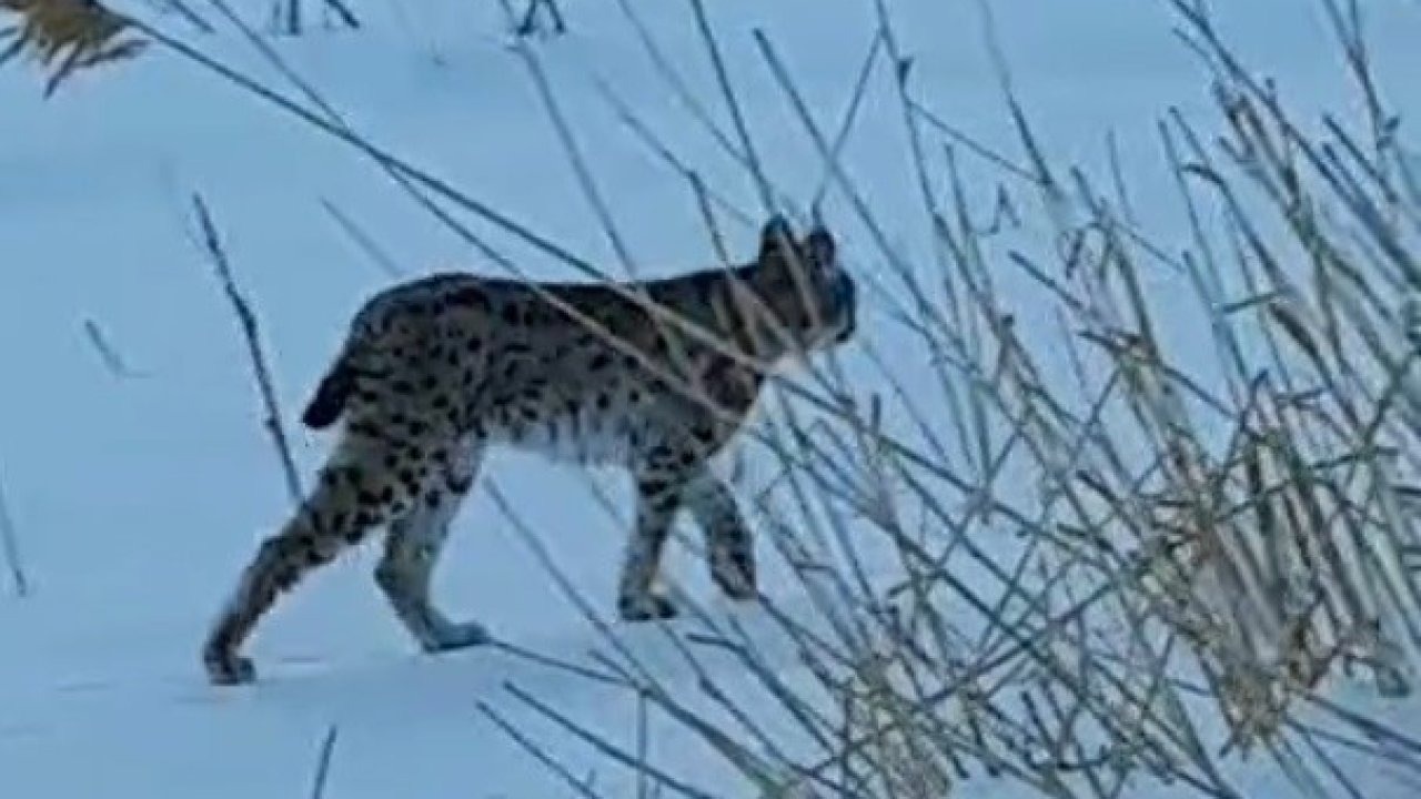 Karlı arazide görülen vaşak vatandaşları heyecanlandırdı