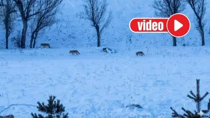 Kurtlar köye indi: O anlar kamerada!