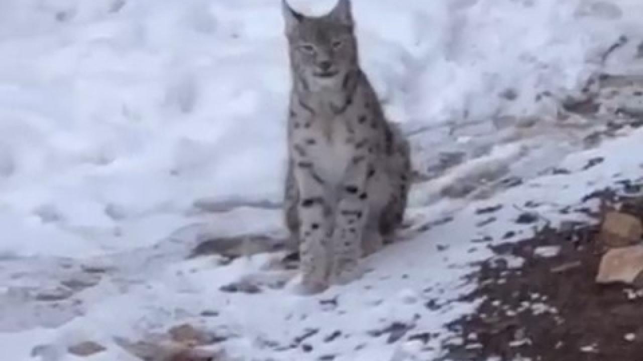 Şiran’da yerleşim alanında vaşak görüntülendi