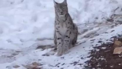 Şiran’da yerleşim alanında vaşak görüntülendi