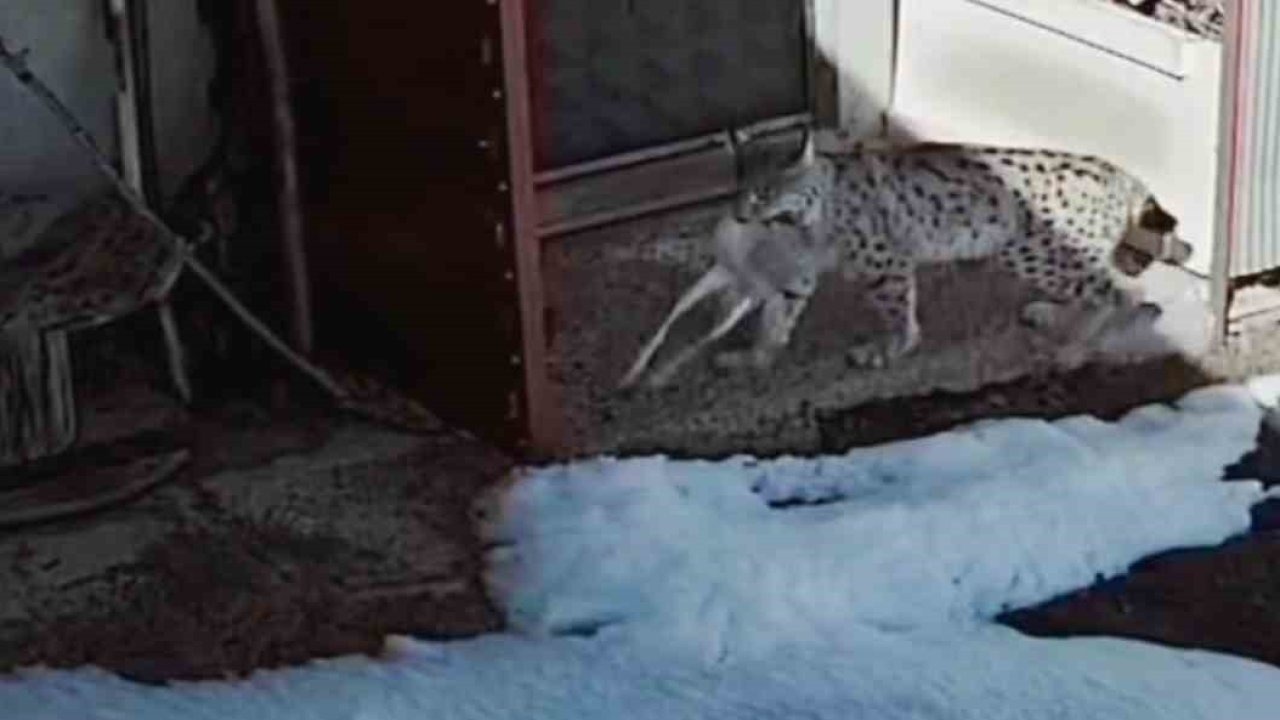 Vaşağın tavşan avı kamerada