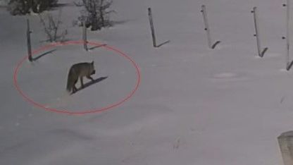 Tilkinin tavşan avı kamerada