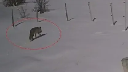 Tilkinin tavşan avı kamerada