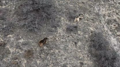 Erzincan’da kış uykusundan uyanan ayılar havadan görüntülendi