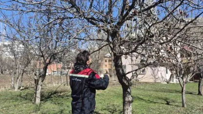 Meyve bahçelerinde budama uygulaması sürüyor