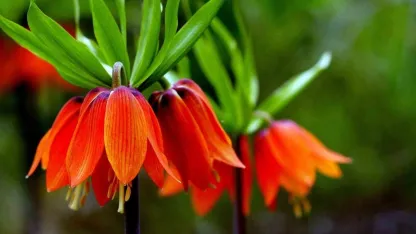 Kemaliye dağlarında ters laleler açtı