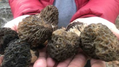 Bin 800 rakımlı dağlardan toplanıp kilosu bin 500 liradan satılıyor