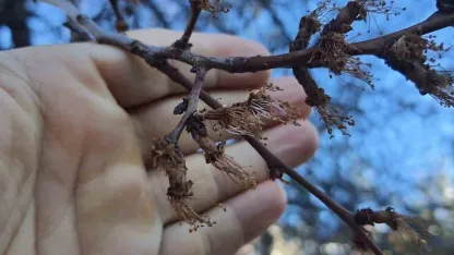 Erzincan’da soğuk şok: Kayısı çiçekleri karardı