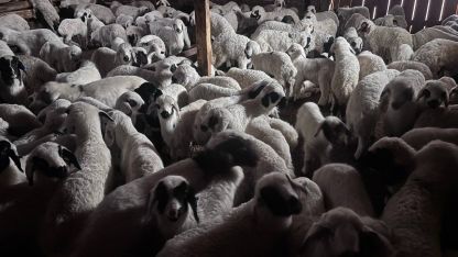 Sürülerde bahar hareketliliği: Kuzular annelerini böyle buldu