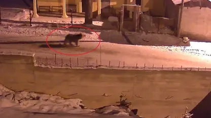 Ayılar köylere indi!