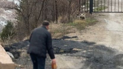 Aç kalan yavru ayıyı elleriyle beslediler