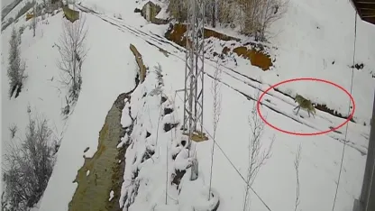 Bayburt’ta nefes kesen kovalamaca: Tavşanın kurdu atlattığı anlar kamerada