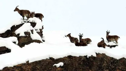 Zirvesi karla kaplı dağda gezinen dağ keçileri havadan görüntülendi