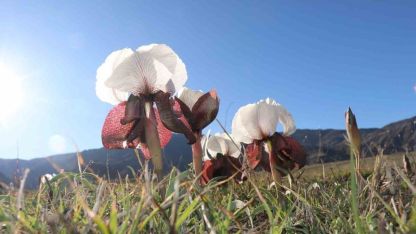 Oltu’da kurt kulakları meraları süslüyor