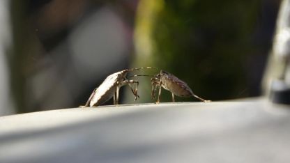 Kahverengi kokarcaya karşı mücadelede zehirli mantarlardan yararlanılacak