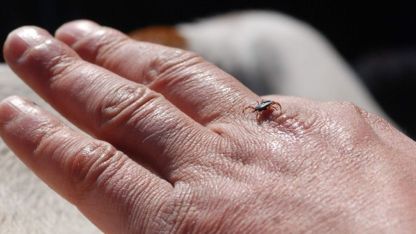 Kene sezonu açıldı