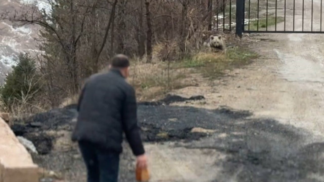 Aç kalan yavru ayıyı elleriyle beslediler