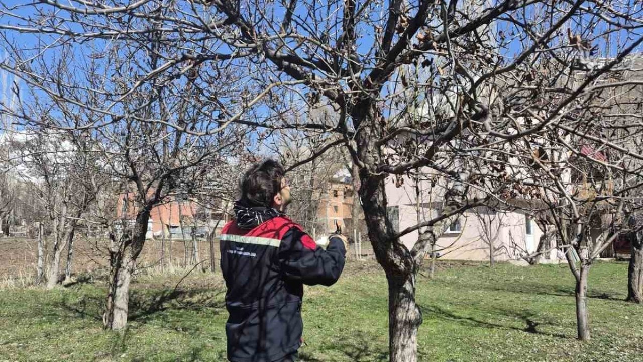 Meyve bahçelerinde budama uygulaması sürüyor