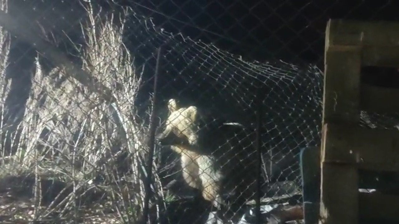 Şantiye alanında ayı alarmı!