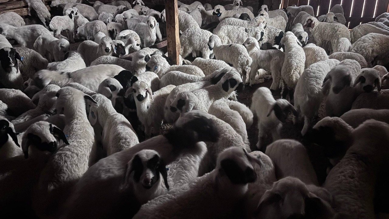 Sürülerde bahar hareketliliği: Kuzular annelerini böyle buldu