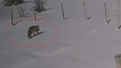 Tilkinin tavşan avı kamerada