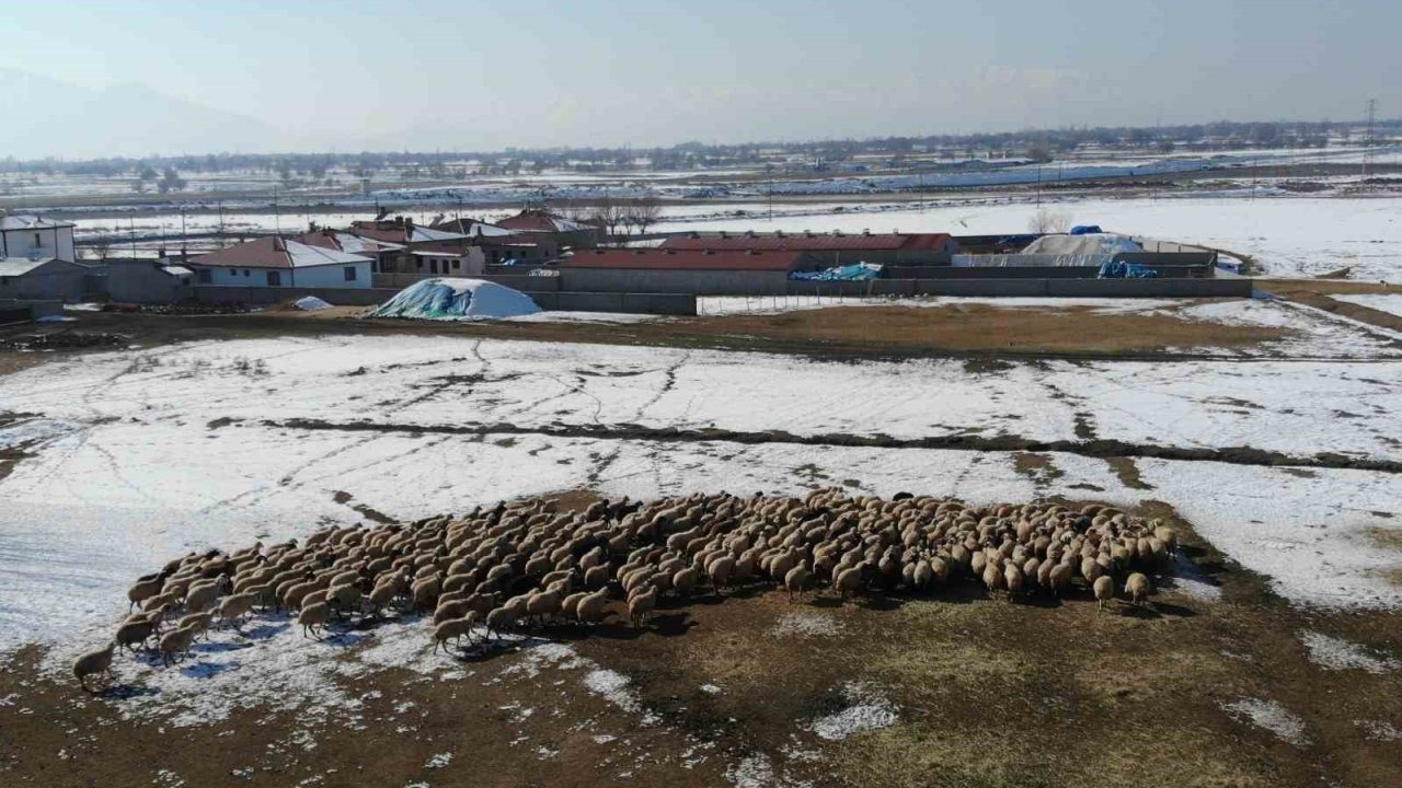 Yeni doğan kuzularla birlikte besicilerde tatlı telaş yaşanıyor