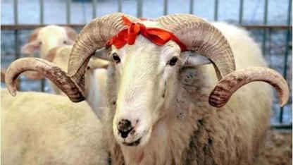 Yetimler Vakfı’ndan çağrı: "Kurbanınız Yemen'de bir yetime bayram olsun"