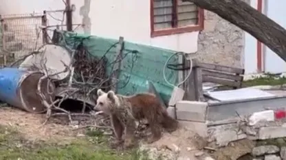 Ayılar yaylalardan sonra köyleri mesken edindi: Vatandaşlar tedirgin